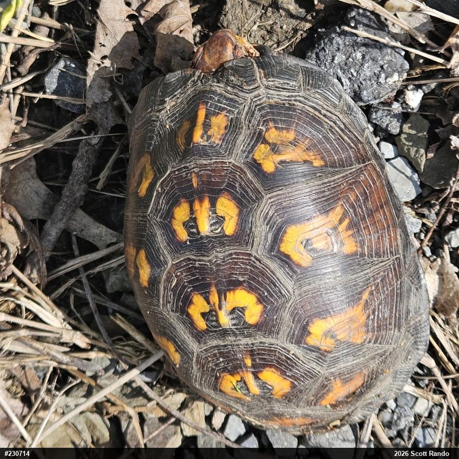 Eastern Box Turtle