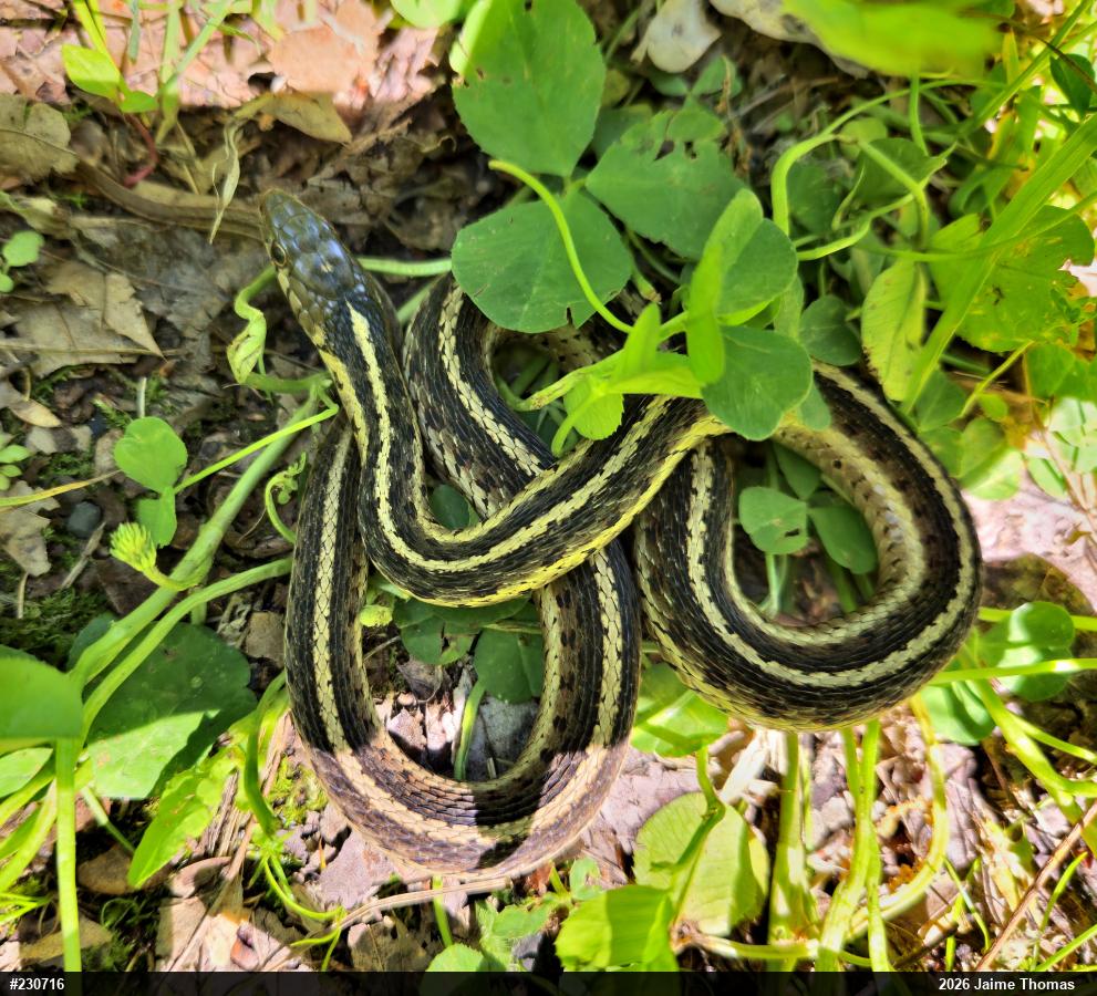Eastern Gartersnake