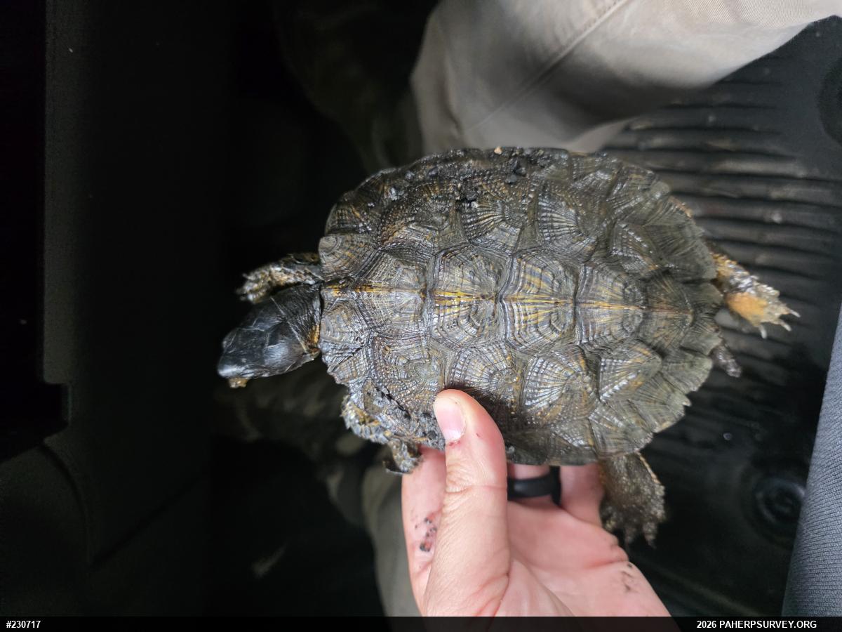 Wood Turtle