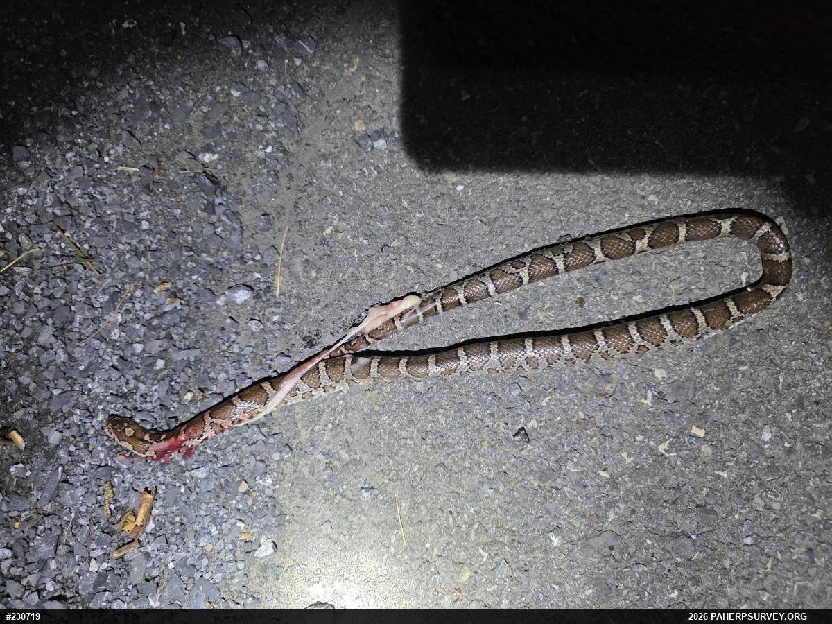 Eastern Milksnake