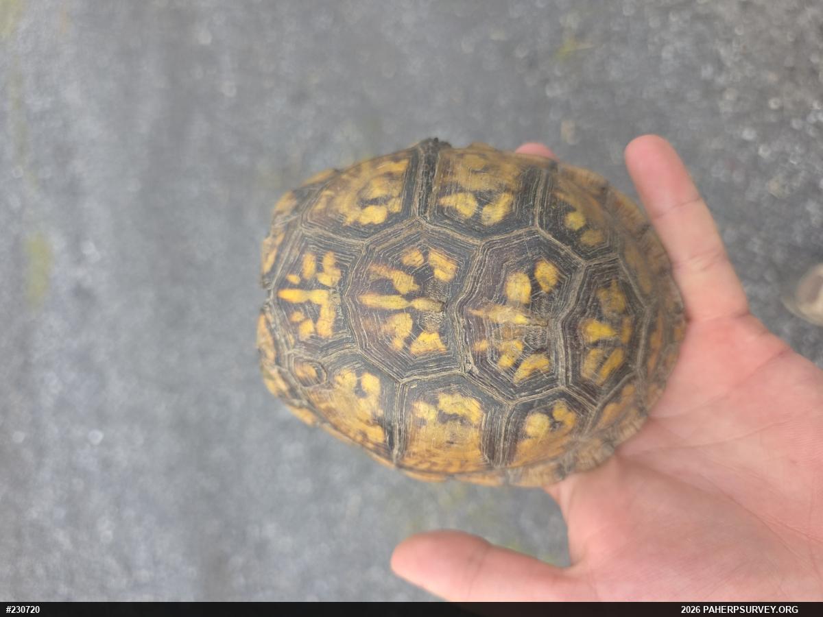Eastern Box Turtle