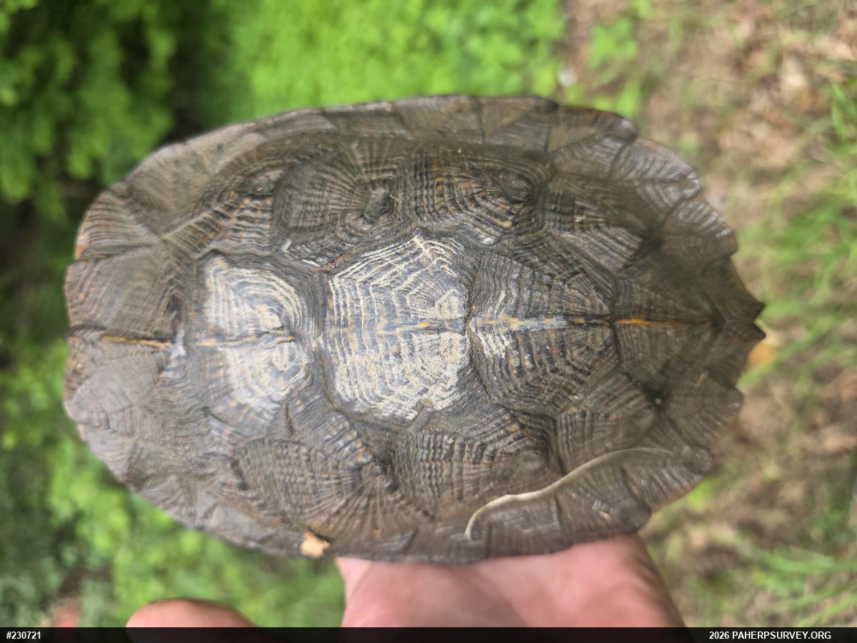 Wood Turtle