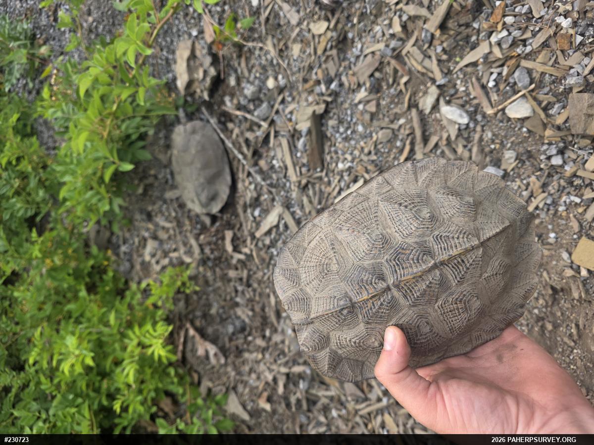 Wood Turtle