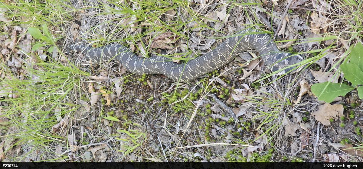 Eastern Hog-nosed Snake