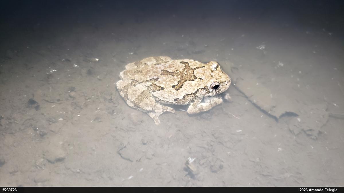 Unknown Gray Treefrog