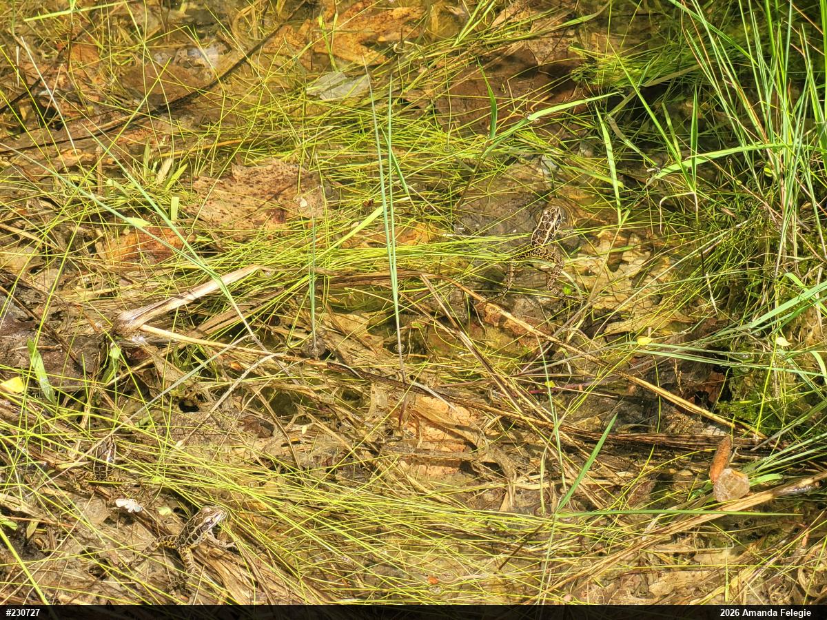 Pickerel Frog