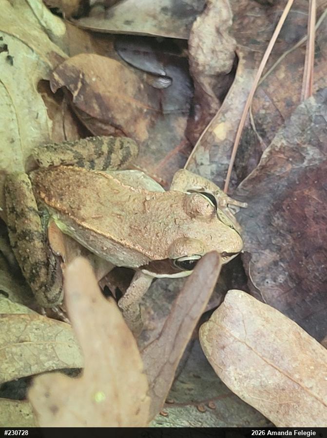 Wood Frog