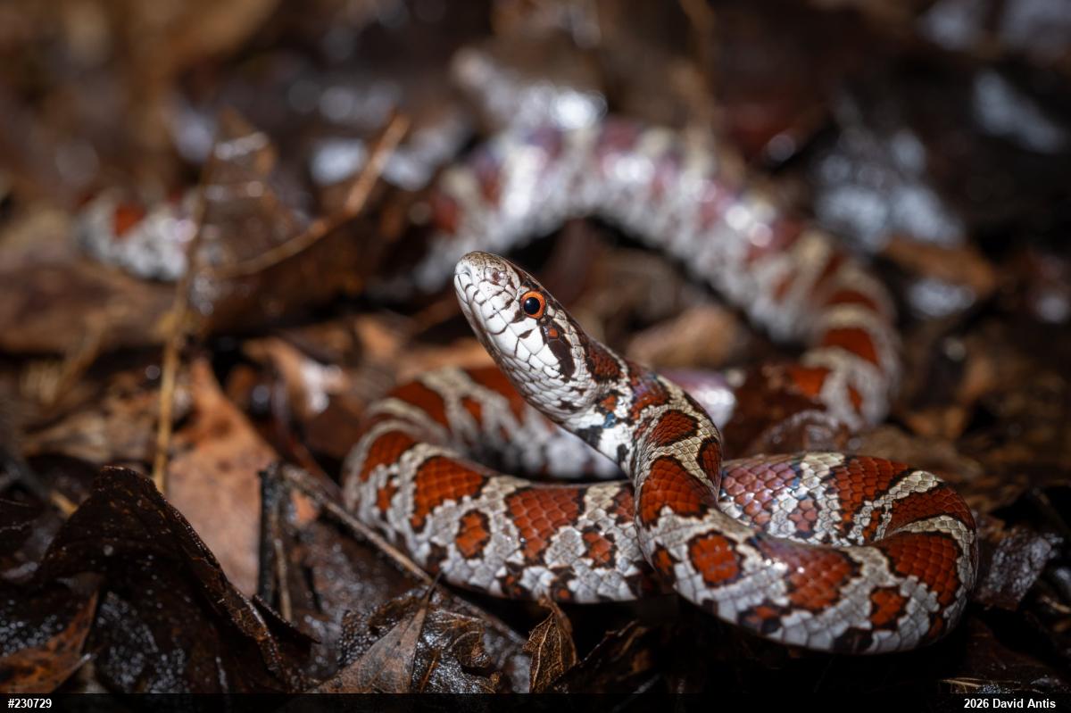 Eastern Milksnake