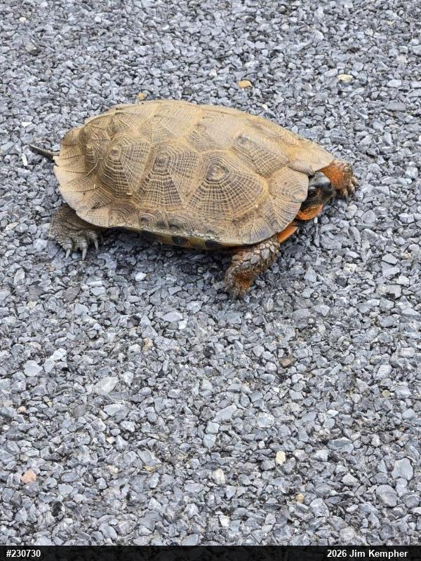 Wood Turtle