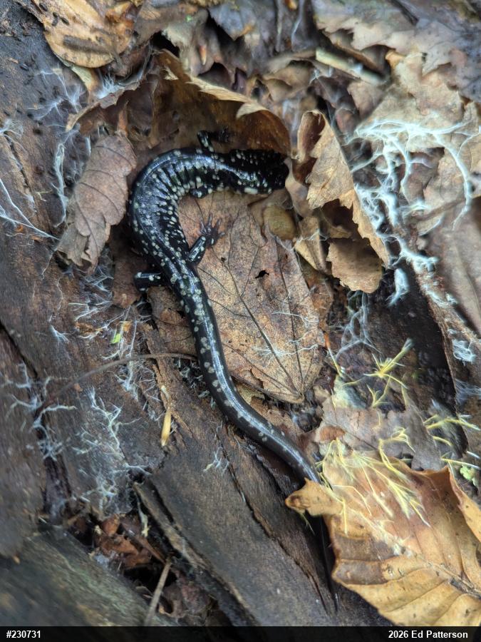 Northern Slimy Salamander