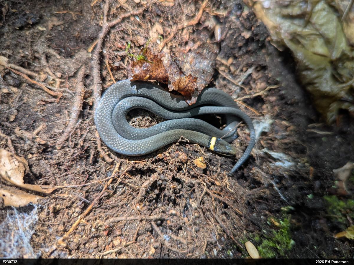 Northern Ring-necked Snake