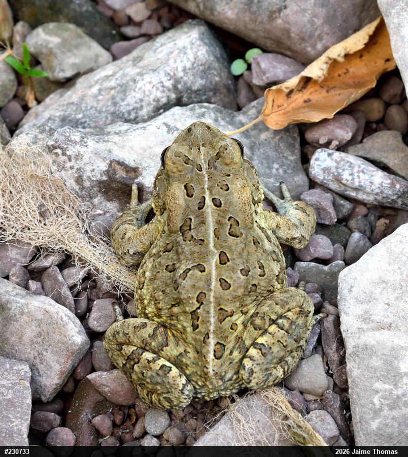 Fowler's Toad