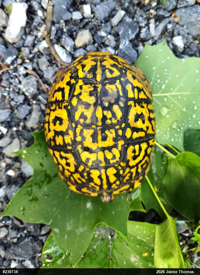 Eastern Box Turtle