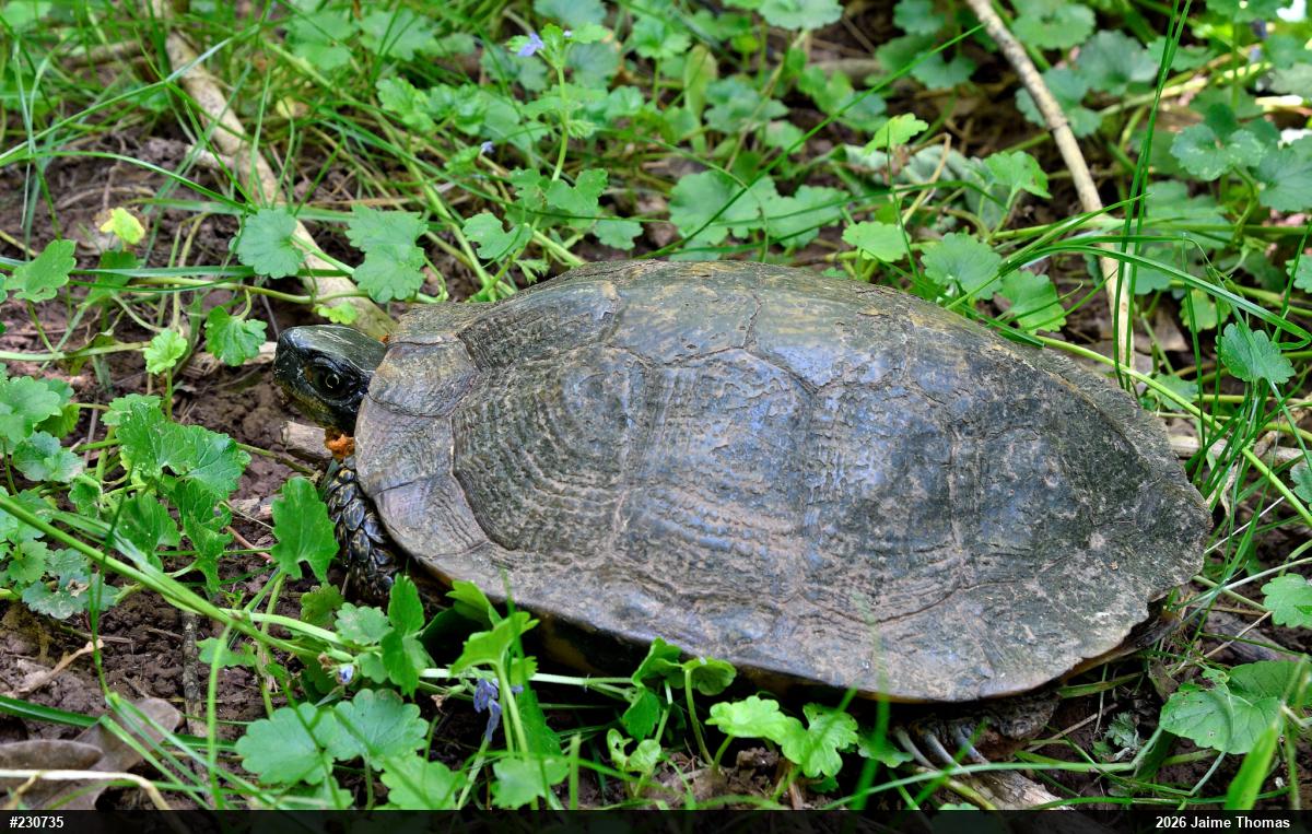 Wood Turtle