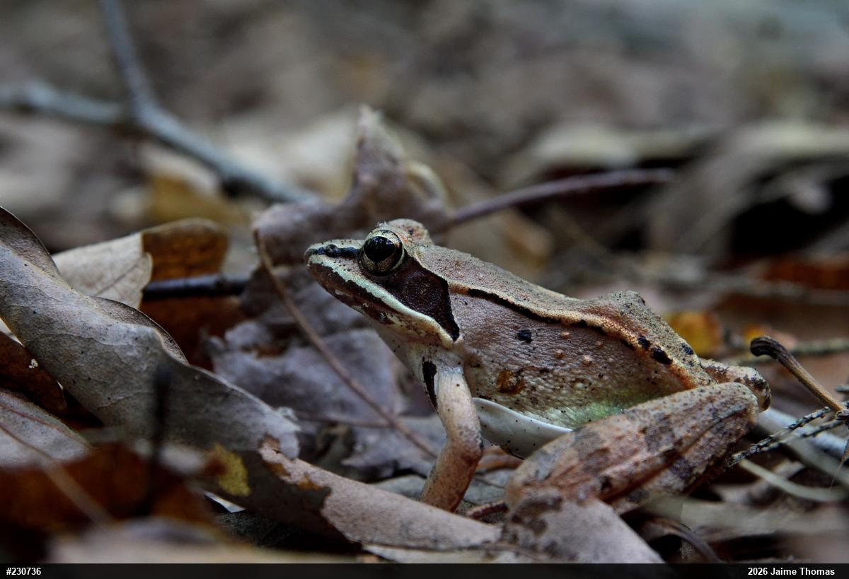 Wood Frog