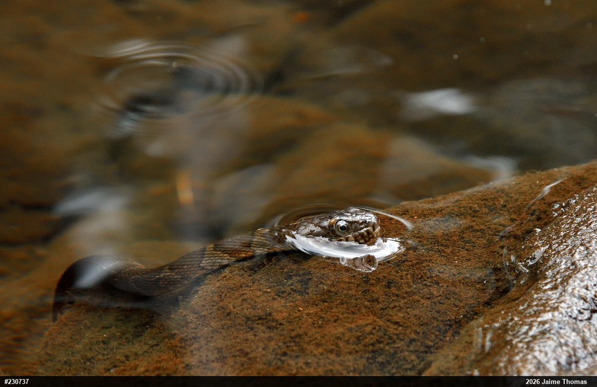 Northern Watersnake