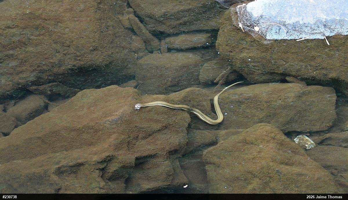 Queensnake