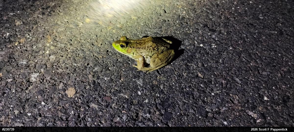 Green Frog