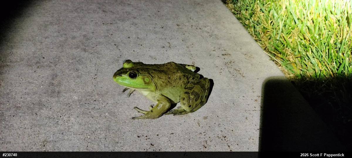 American Bullfrog