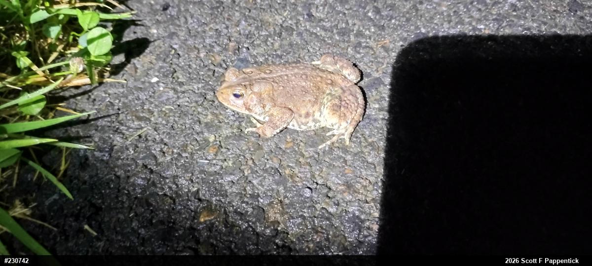 Eastern American Toad