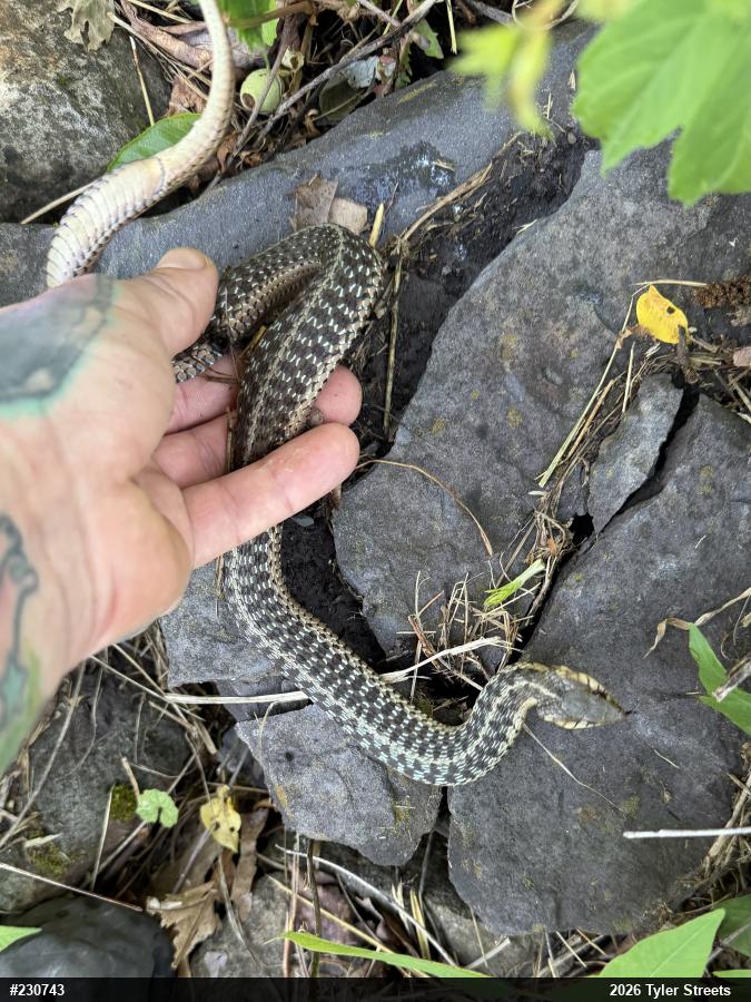 Eastern Gartersnake