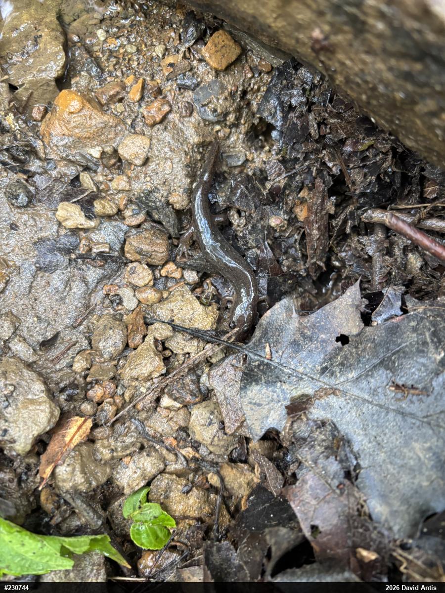 Northern Dusky Salamander