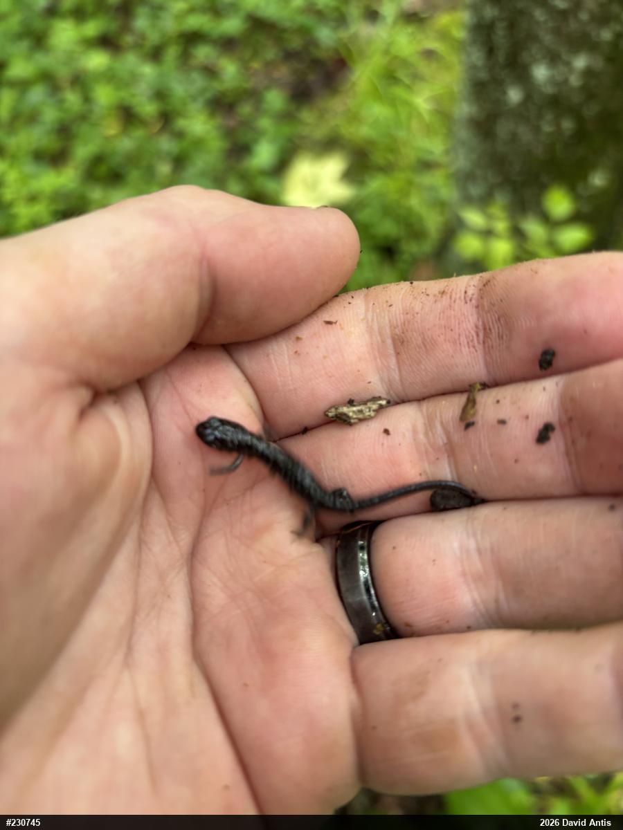 Northern Slimy Salamander