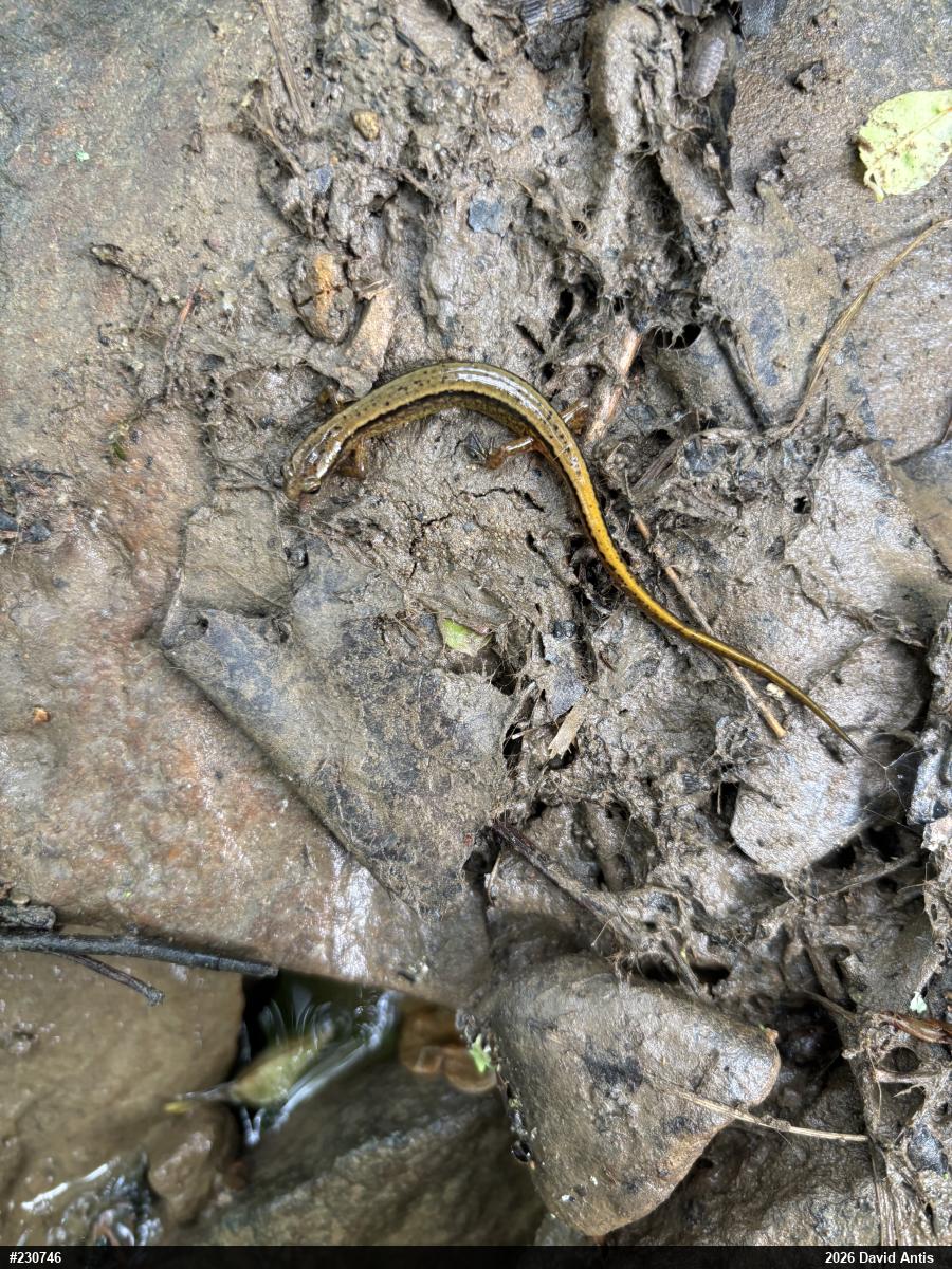 Northern Two-lined Salamander