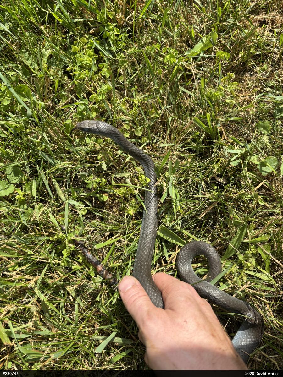 Northern Black Racer