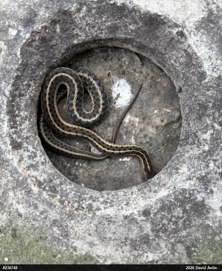 Eastern Gartersnake