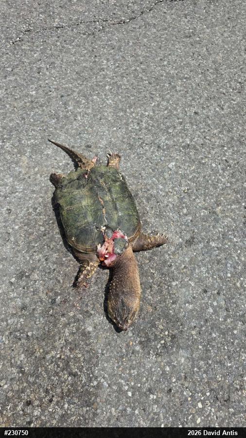 Snapping Turtle