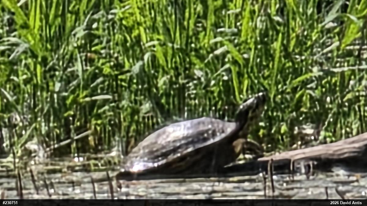 Red-eared Slider
