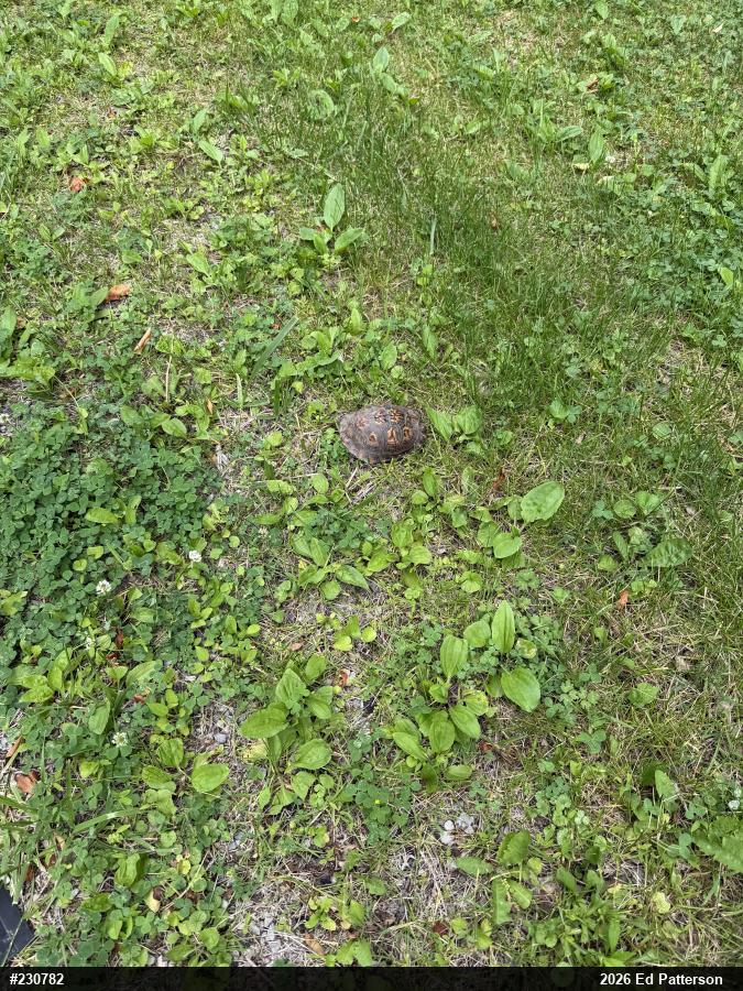 Eastern Box Turtle
