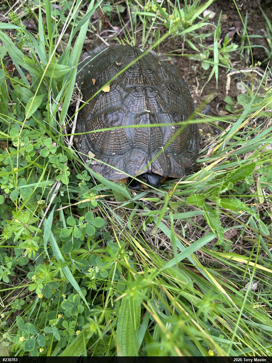 Wood Turtle