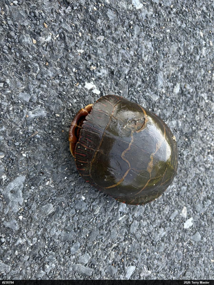 Eastern Painted Turtle