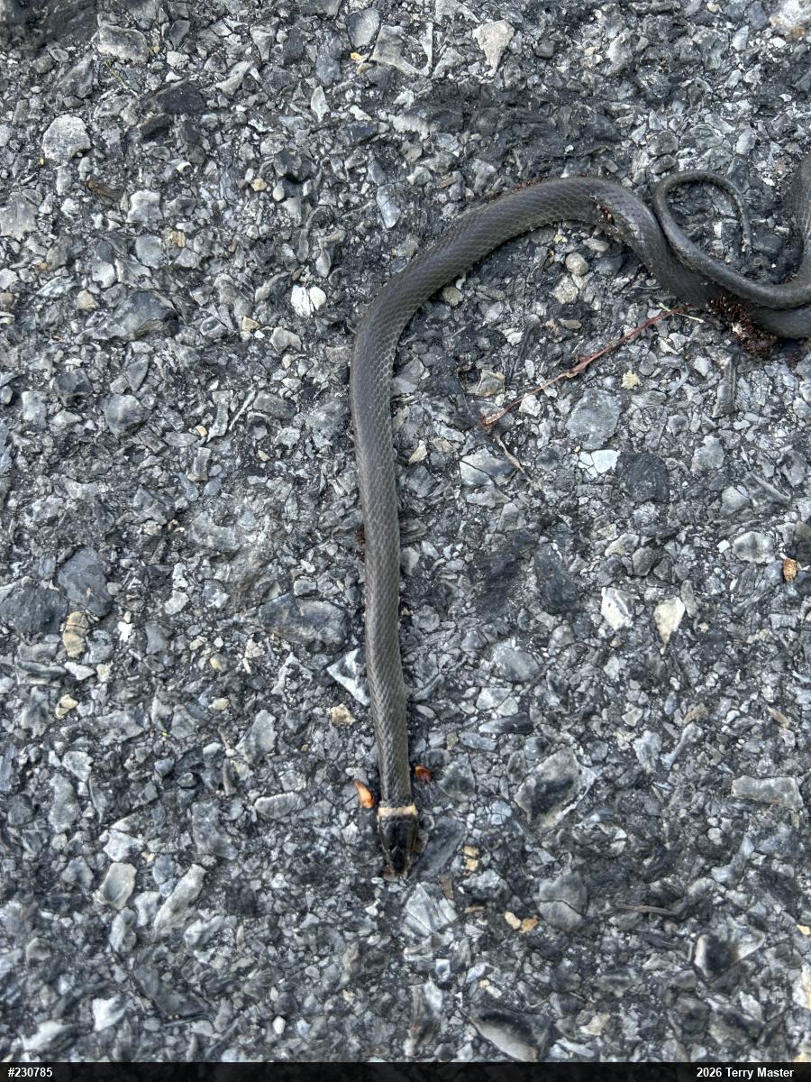 Northern Ring-necked Snake