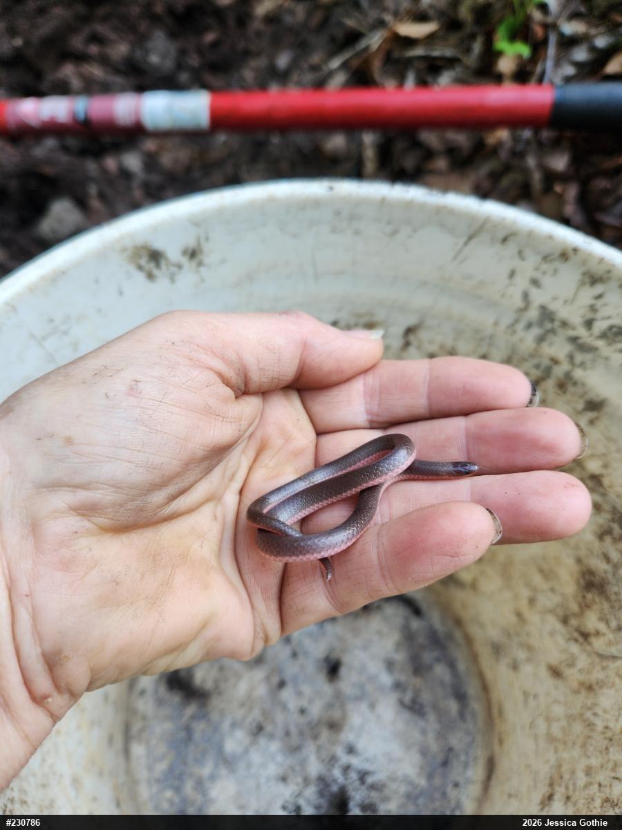 Eastern Wormsnake