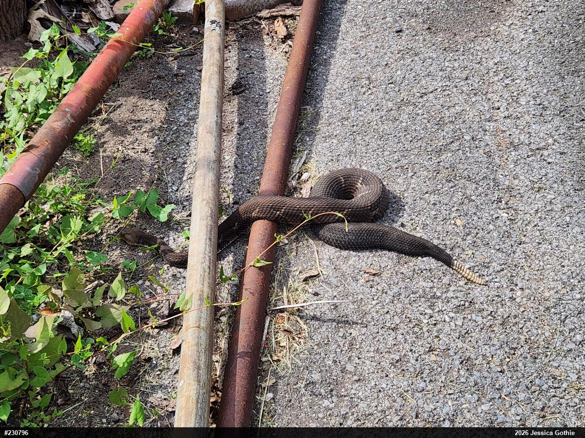 Timber Rattlesnake
