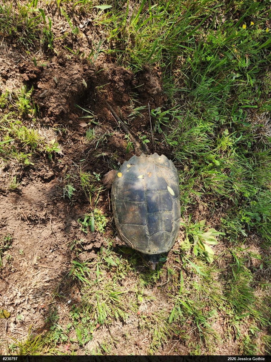 Snapping Turtle