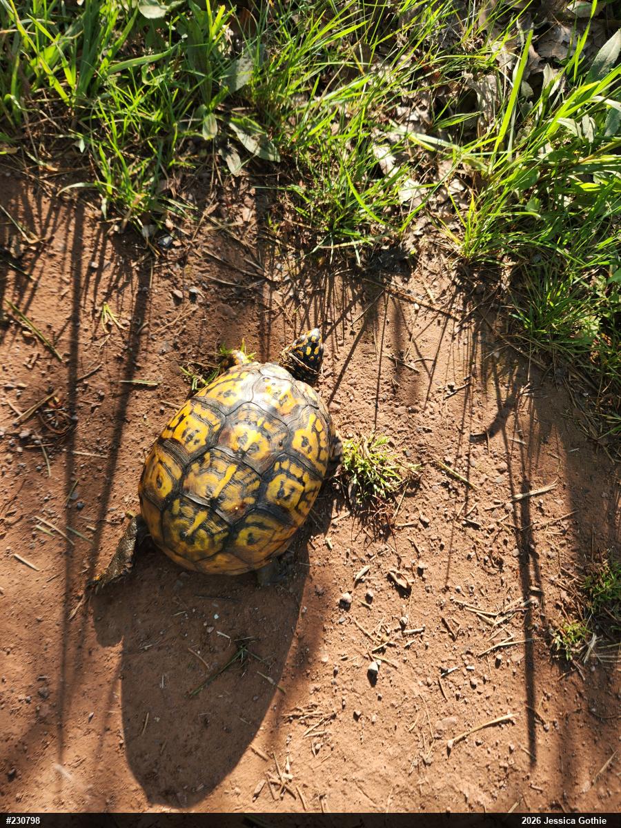 Eastern Box Turtle