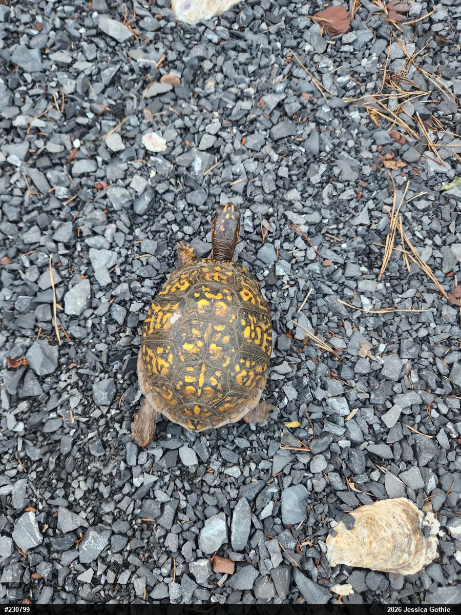 Eastern Box Turtle