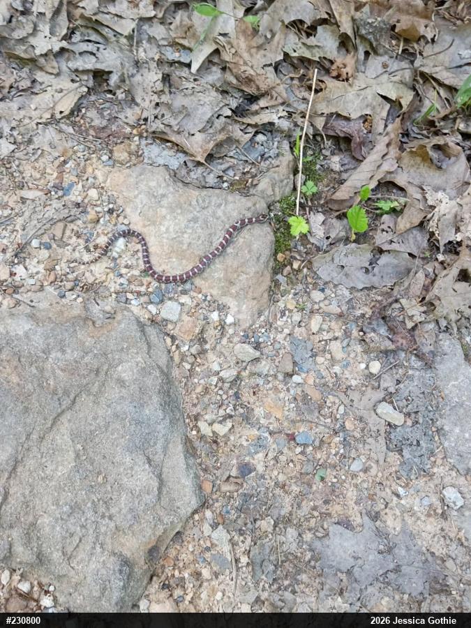Eastern Milksnake