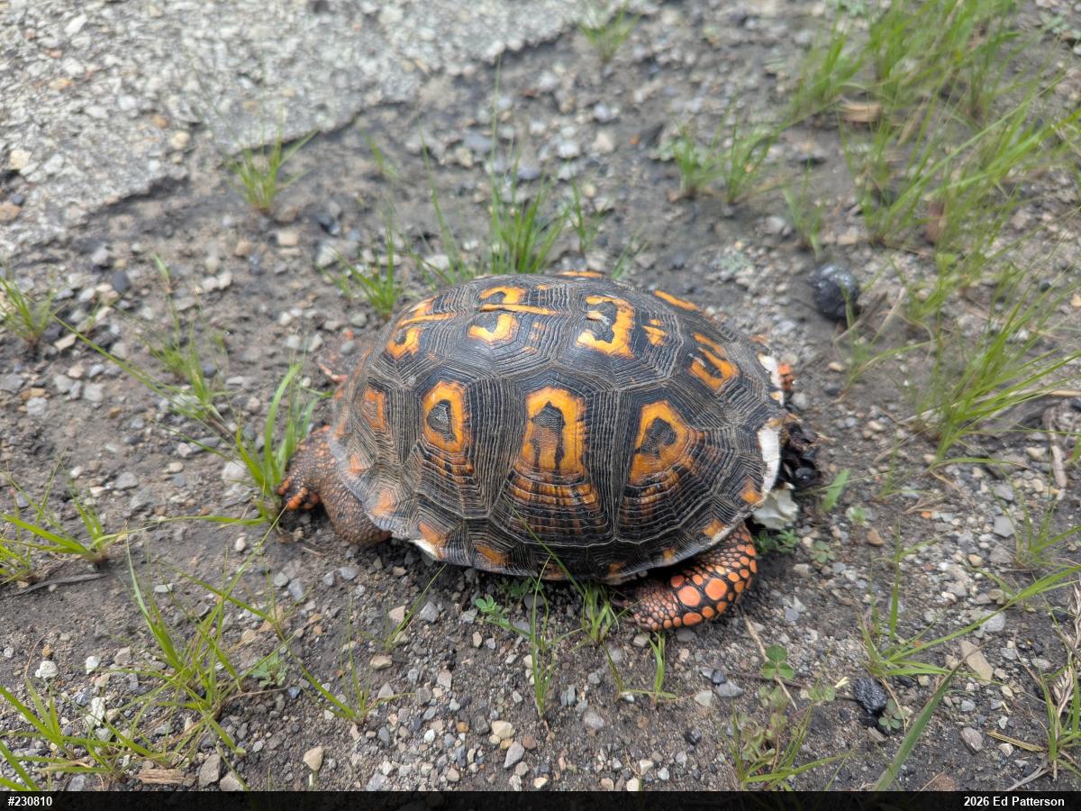 Eastern Box Turtle