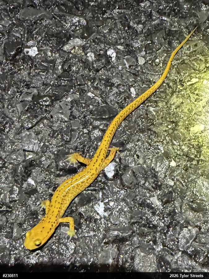 Eastern Long-tailed Salamander