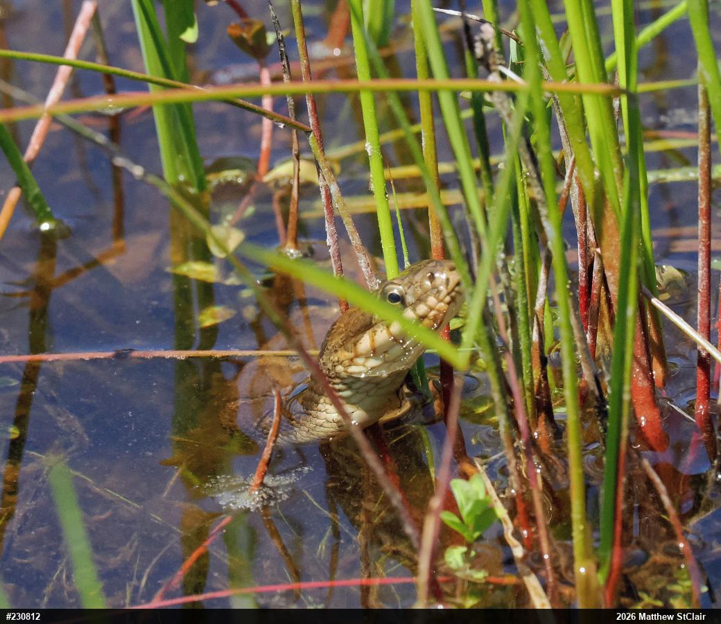 Northern Watersnake