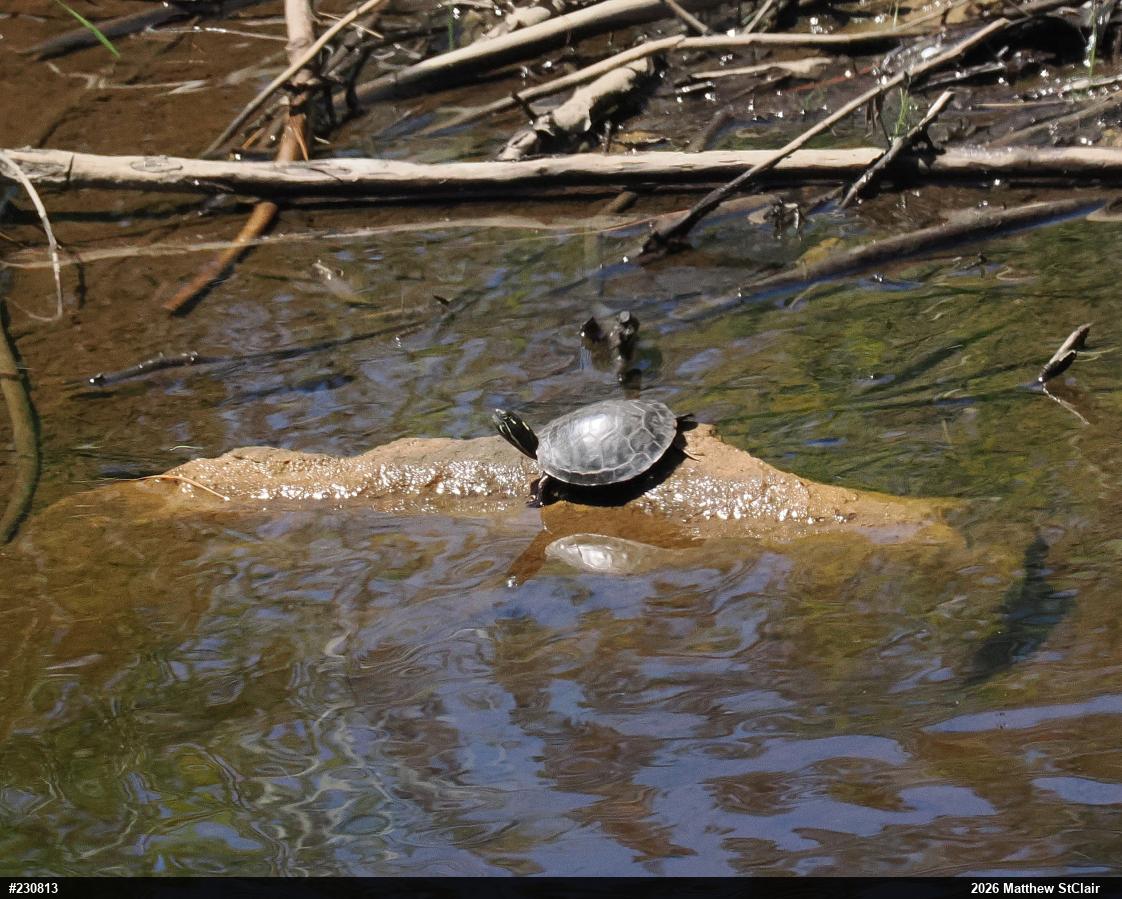 Midland Painted Turtle