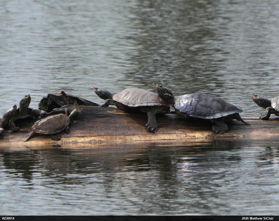 Northern Map Turtle