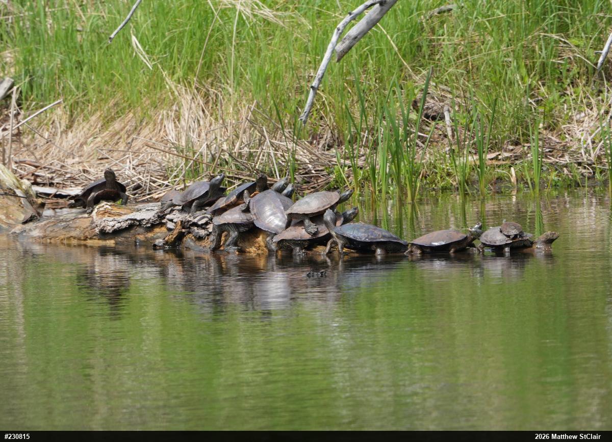 Northern Map Turtle