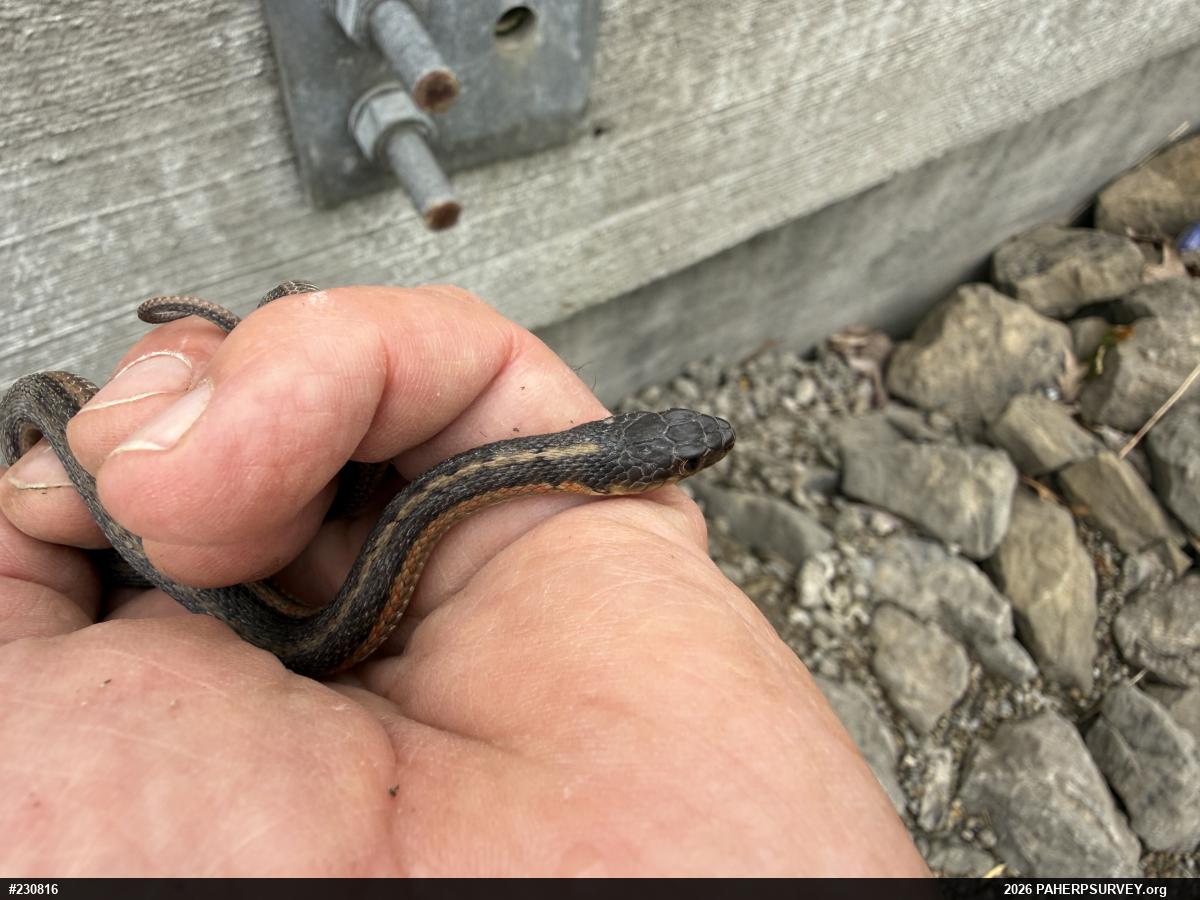 Eastern Gartersnake