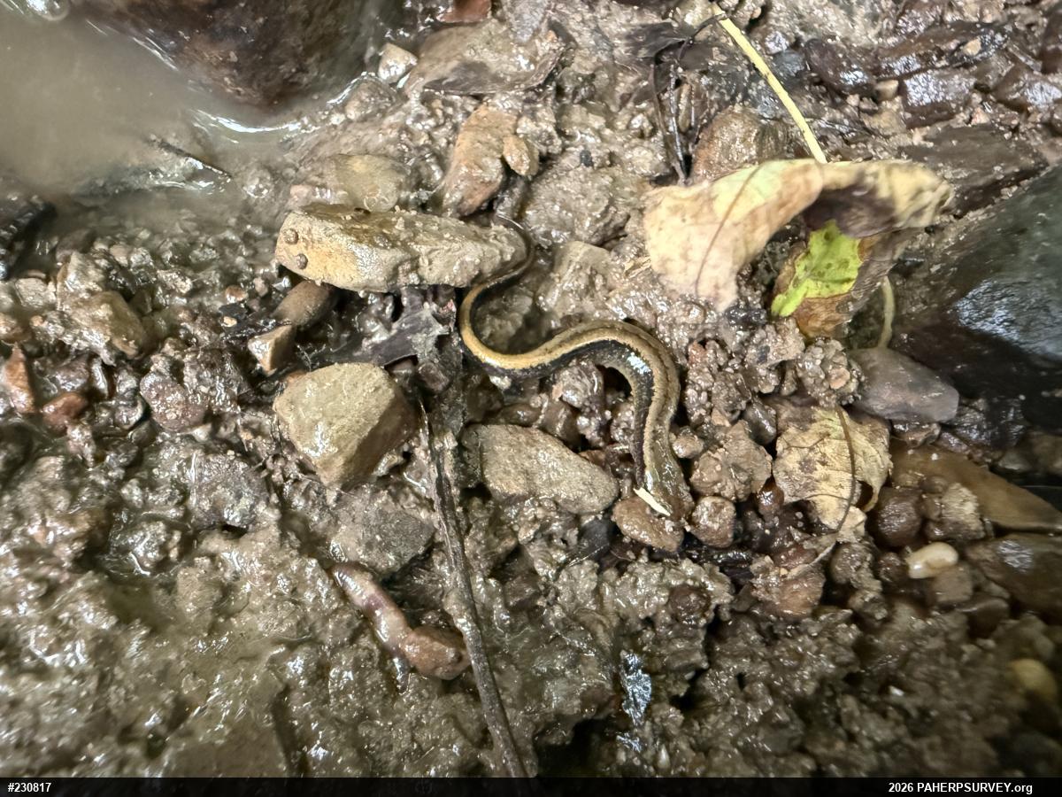 Northern Two-lined Salamander